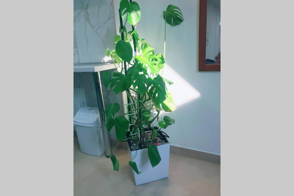 Apartman Santorini Novi Sad Eksteriør bilde